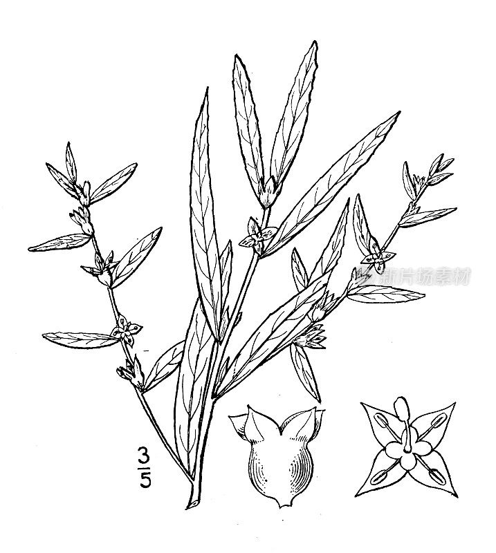 古植物学植物插图:Ludwigia sphaerocarpa，球形果Ludwigia